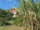 33- sugar cane and banana plantations throughout the island